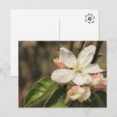 太陽の光を浴びたリンゴの花、自然写真 ポストカード (正面/裏面)