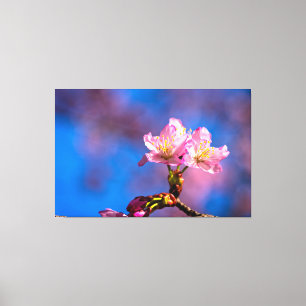 太陽の光を浴びて春の陽気の中で咲く３本の桜の花 キャンバスプリント