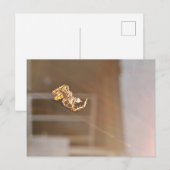 太陽の写真で光るOrbweaverスパイダー ポストカード (正面/裏面)