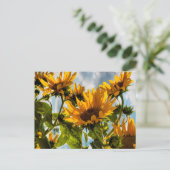 太陽の夏のひまわり シーズンポストカード (スタンド正面)