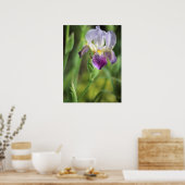 太陽の紫の虹彩 ポスター (キッチン)