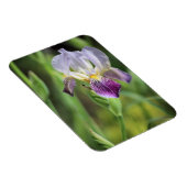 太陽の紫の虹彩 マグネット (右側)