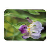 太陽の紫の虹彩 マグネット (横)