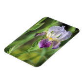 太陽の紫の虹彩 マグネット (左側)