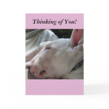 太陽の考え昼寝