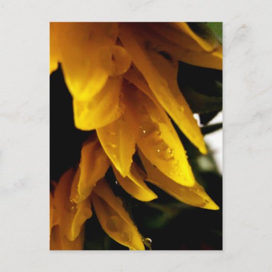 太陽の降下 ポストカード (正面)