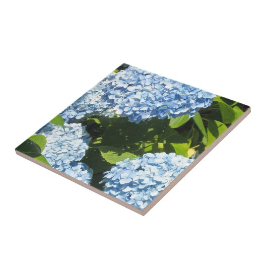 太陽の青いアジサイ タイル (側面)