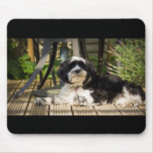太陽のdeckingに置いている犬