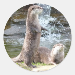 太陽を楽しんでいるカワウソ ラウンドシール