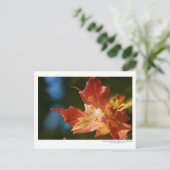 太陽を浴びて ポストカード (スタンド正面)