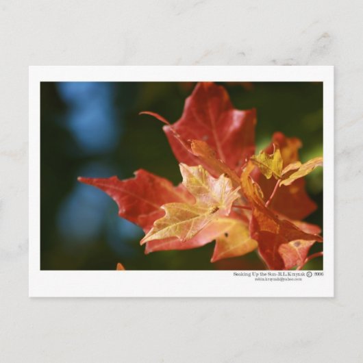 太陽を浴びて ポストカード (正面)