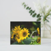 太陽を浴びるひまわり。 ポストカード (スタンド正面)