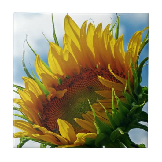 太陽を見ながら タイル (正面)