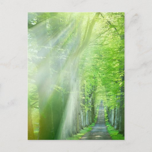 太陽光の軸 ポストカード (正面)