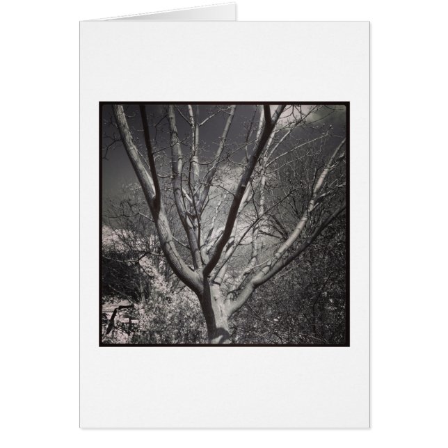 太陽崇拝の木 (正面)