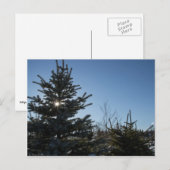 太陽来がモミの木を通る – 冬 ポストカード (正面/裏面)