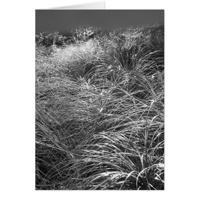 太陽踊り (正面)