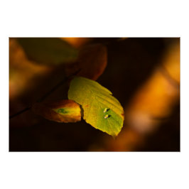 太陽離れを浴びた秋の景色 ポスター