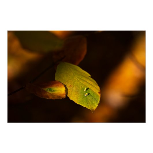 太陽離れを浴びた秋の景色 ポスター (正面)