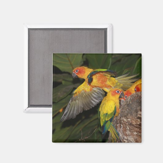 太陽 マグネット (正面/裏面)