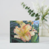 太陽IIの追いかけ、太陽IIの追いかけ ポストカード (スタンド正面)