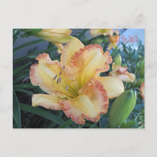 太陽IIの追いかけ、太陽IIの追いかけ ポストカード (正面)