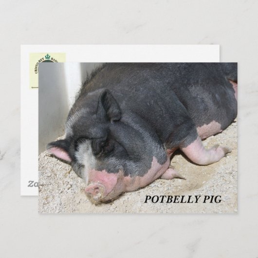 太鼓腹のブタの郵便はがき ポストカード (正面/裏面)