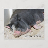 太鼓腹のブタの郵便はがき ポストカード (正面)