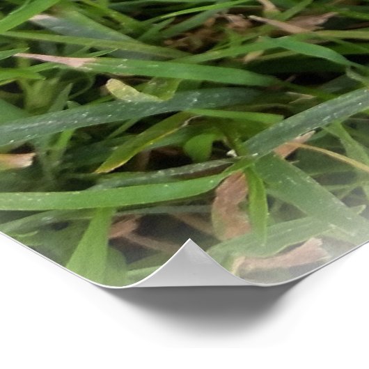 失った羽 ポスター (角)