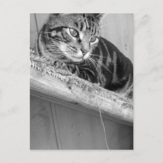 失った ポストカード