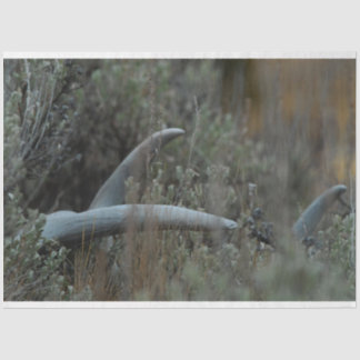 失った〔雄ジカの〕枝角 薄葉紙