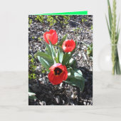 失わせた人のためのキリスト教のクリスマスカード シーズンカード (正面)