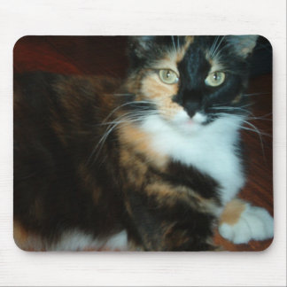 失敗のさらさの子猫の質のマウスパッド マウスパッド