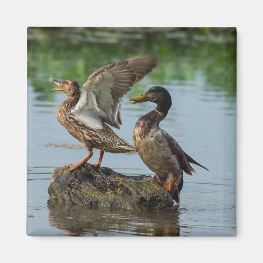 失礼 マグネット (正面)