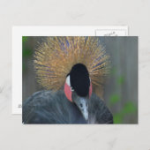 奇妙なアフリカの冠を付けた鶴 ポストカード (正面/裏面)