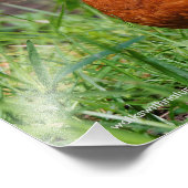 奇妙なアメリカロビン フォトプリント            (角)