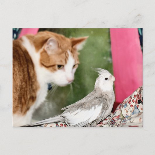 奇妙なカップル ポストカード (正面)