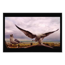 奇妙なカモメ フォトプリント           