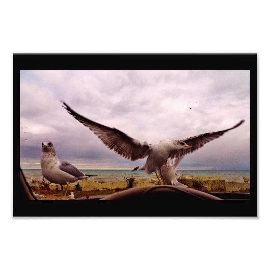 奇妙なカモメ フォトプリント            (正面)