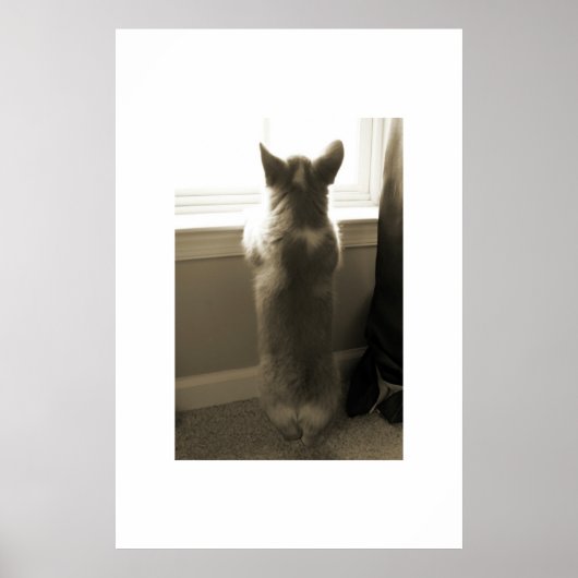 奇妙なコルギ ポスター (正面)