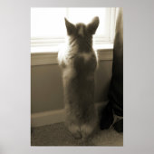 奇妙なコルギ ポスター (正面)