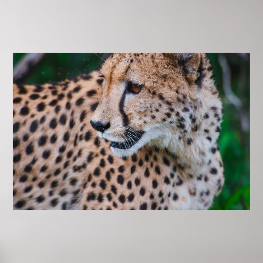 奇妙なチーター ポスター (正面)