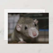 奇妙なネズミ ポストカード (正面/裏面)