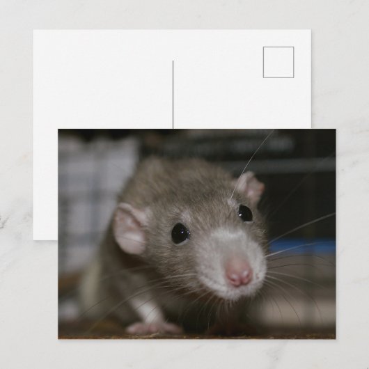 奇妙なネズミ ポストカード (正面/裏面)