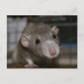 奇妙なネズミ ポストカード (正面)
