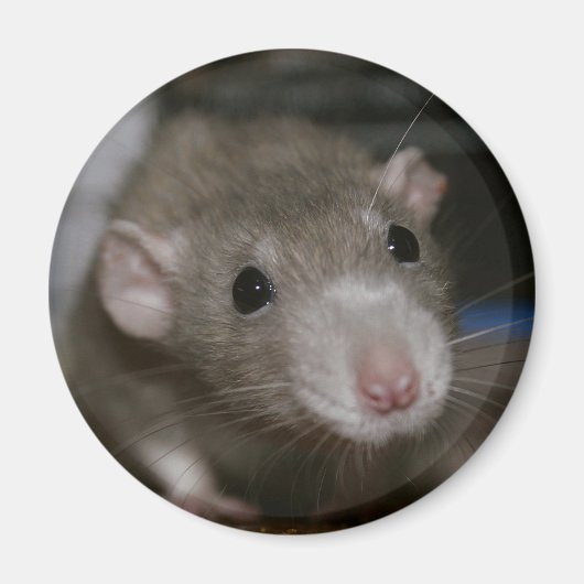 奇妙なネズミ マグネット (正面)