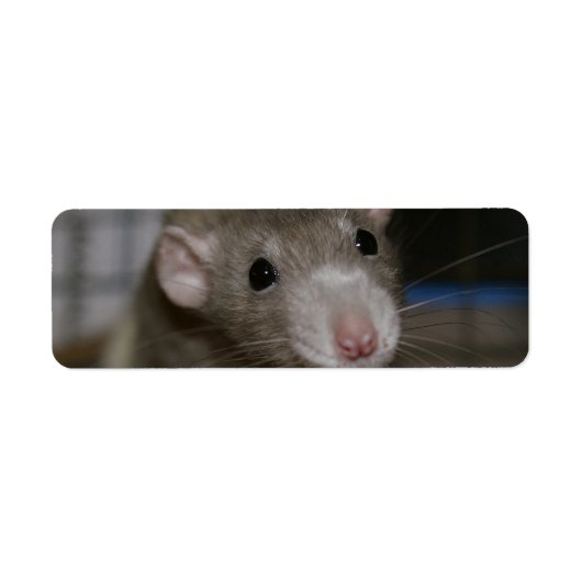 奇妙なネズミ ラベル (正面)