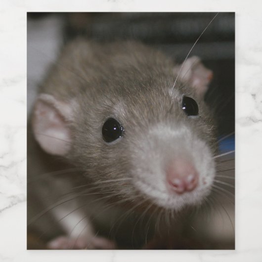 奇妙なネズミ ワインラベル (シングルラベル)