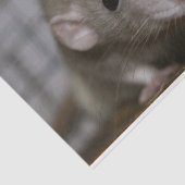 奇妙なネズミ 薄葉紙 (詳細)