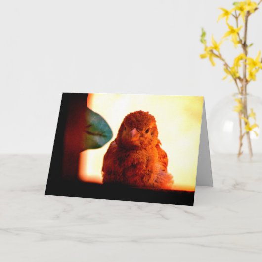 奇妙なフィンチ カード (黄色い花)